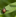 2020 Insekten Schaedling Neozoen Japankaefer Alarmverhalten Agroscope Christian Linder