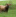 2026 Mutterkuh Aubrac Jin