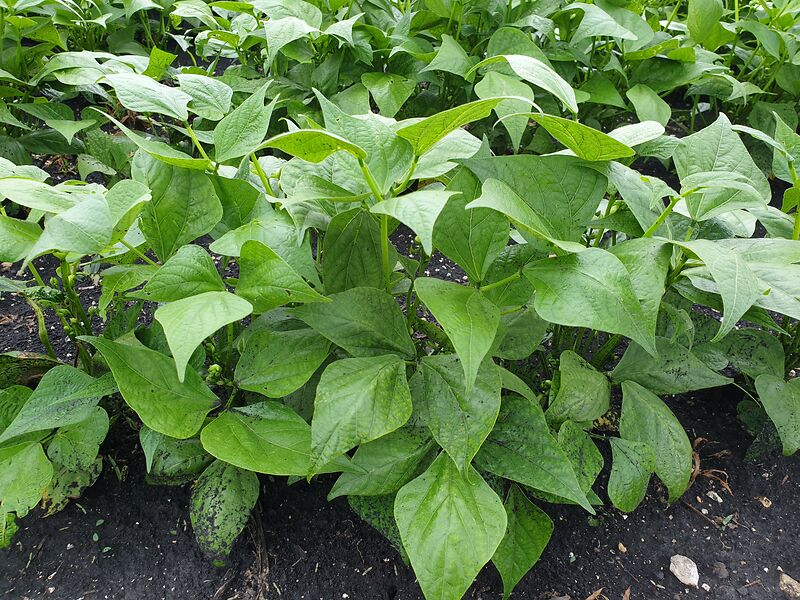 2019 Buschbohnen Lid