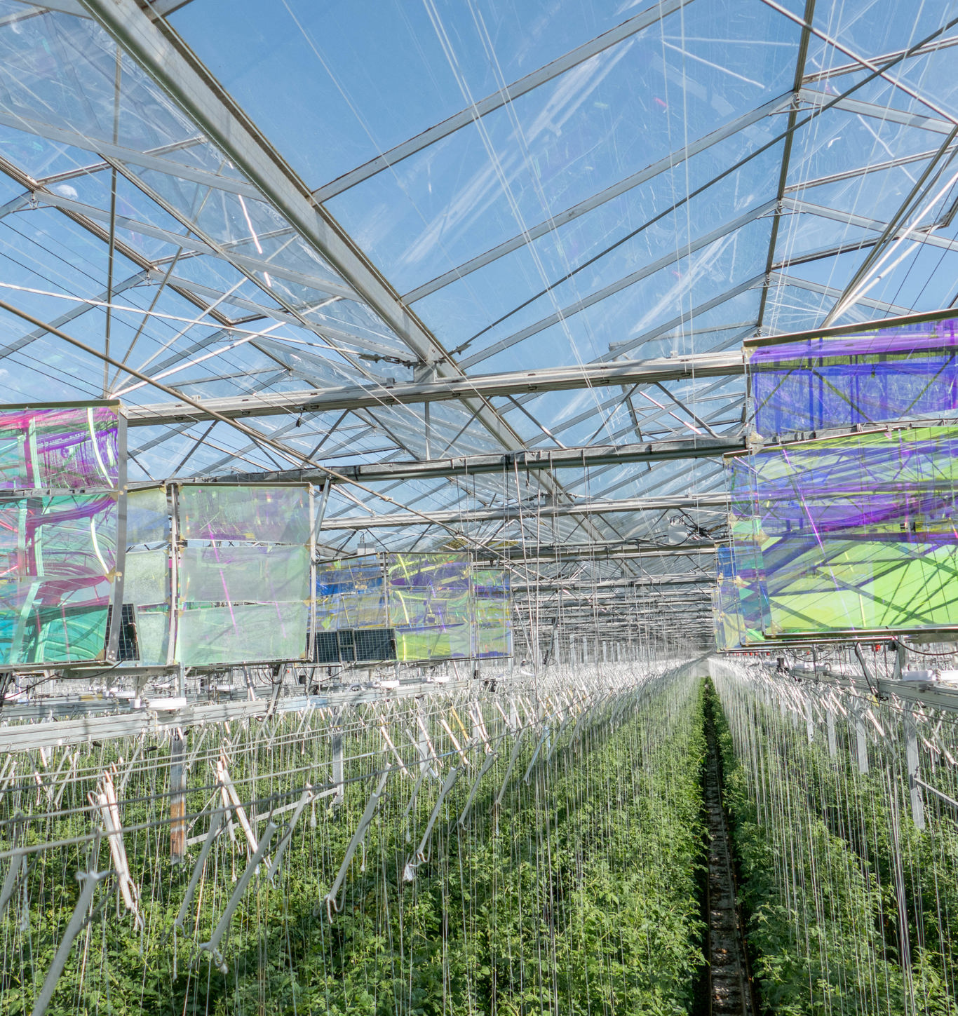 AgriPhotovoltaik Solarmodul im Gewächshaus