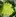 Romanesco Pixabay