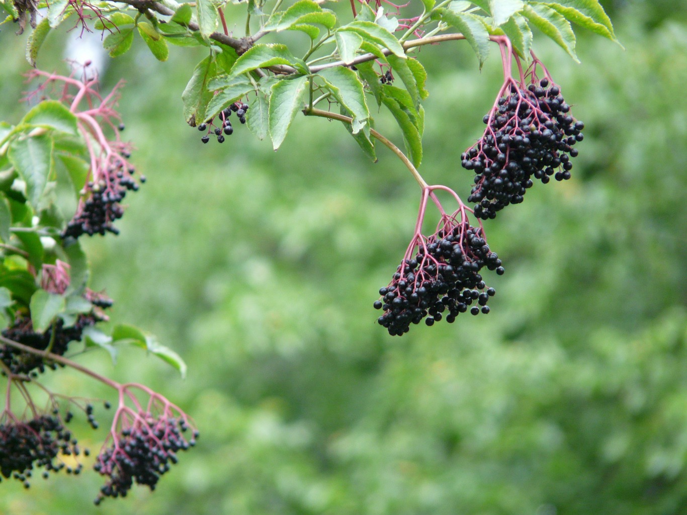 Holunderbeeren: Vom Wald in die Küche