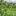Obst Beeren Stachelbeere Raess Wildbeeren