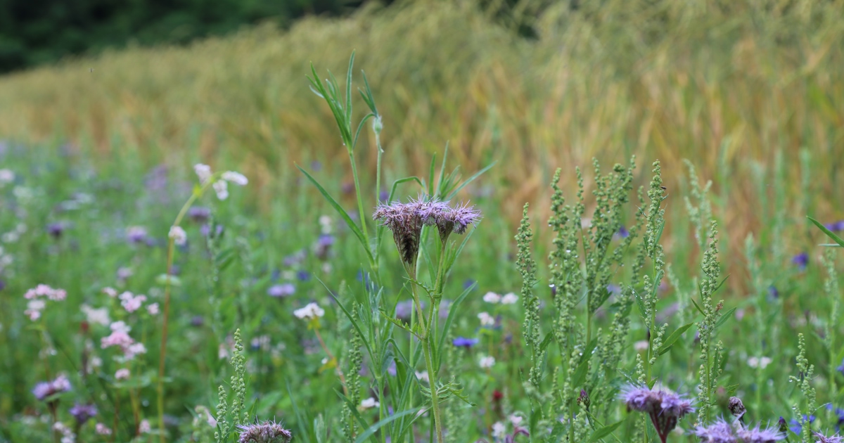 Biodiversität - unverzichtbar für die Landwirtschaft