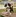 Welpen Appenzellersennenhund Ly