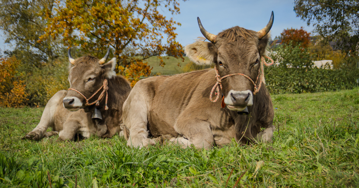 Mutterkuh-Agroforst: Klimaresilienz mit 2.500 Bäumen
