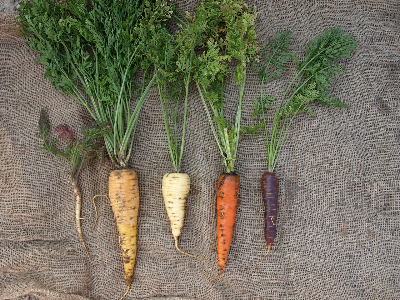 Kulturpflanzen Gemuese Karotten Evolution Wilde Moehre Zur Kulturmoehre SKEK Martin Bruengger