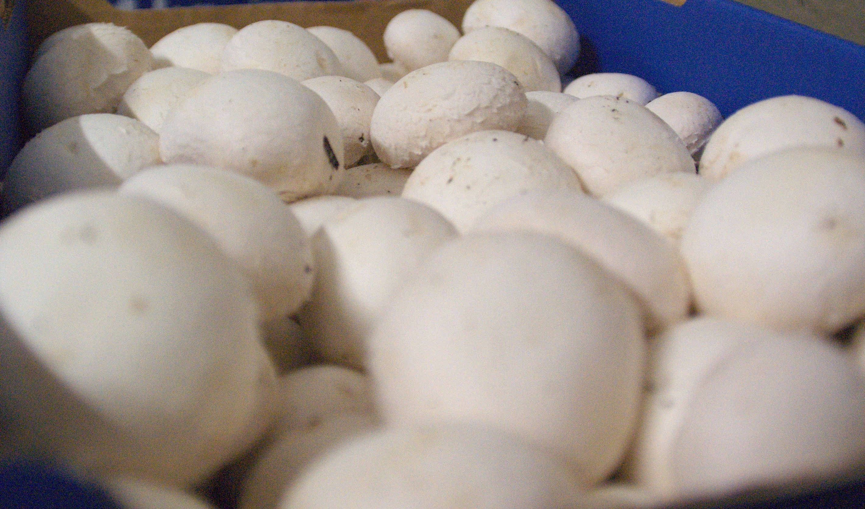 2013 Champignons Lid 2