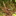 Wald Wilddruck Weisstanne Todverbiss Winter Andrea Kupferschmid WSL