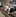 20190404 Rinder Niederlande Jin
