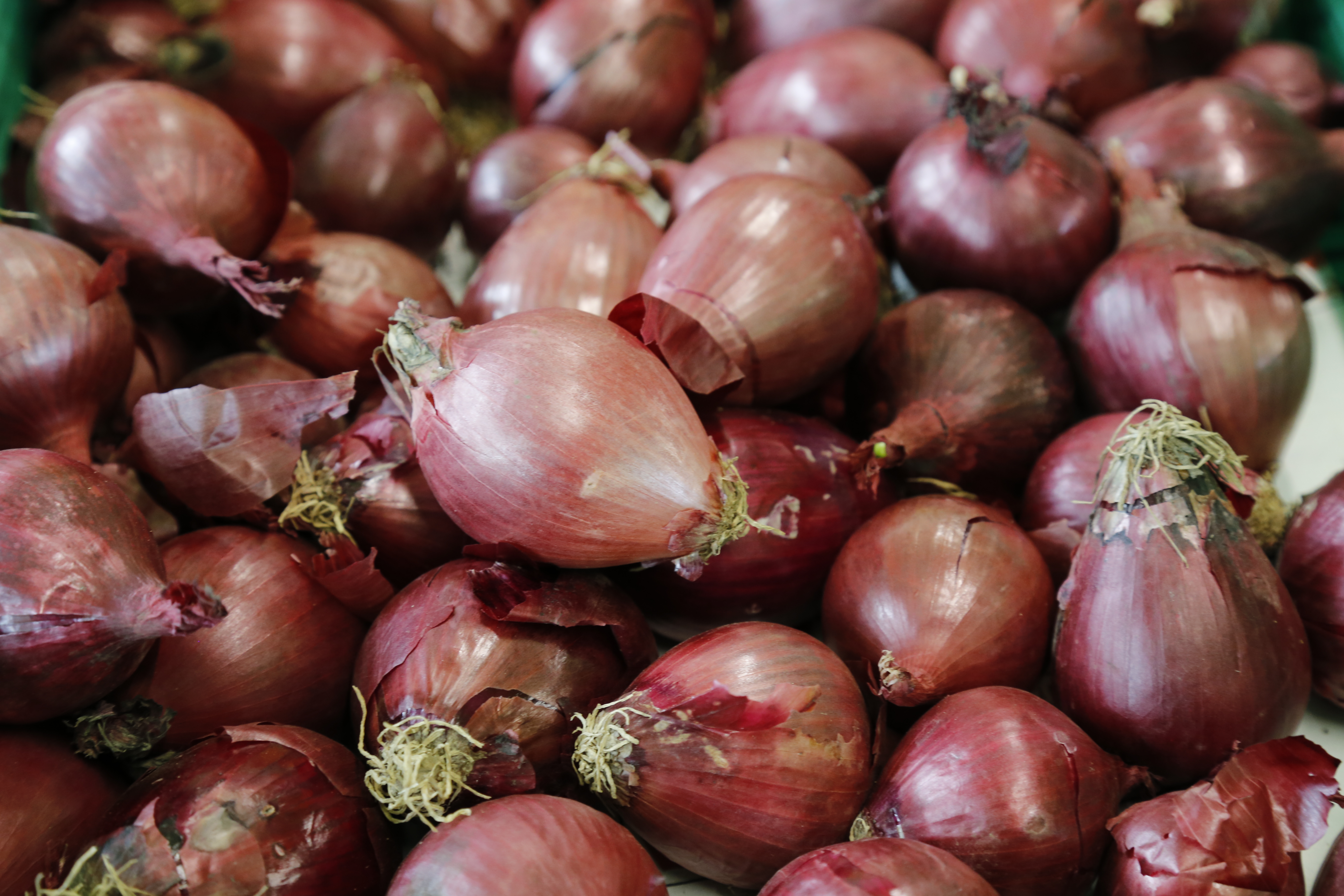 2014 Gemuese Zwiebel Schalotte Jin