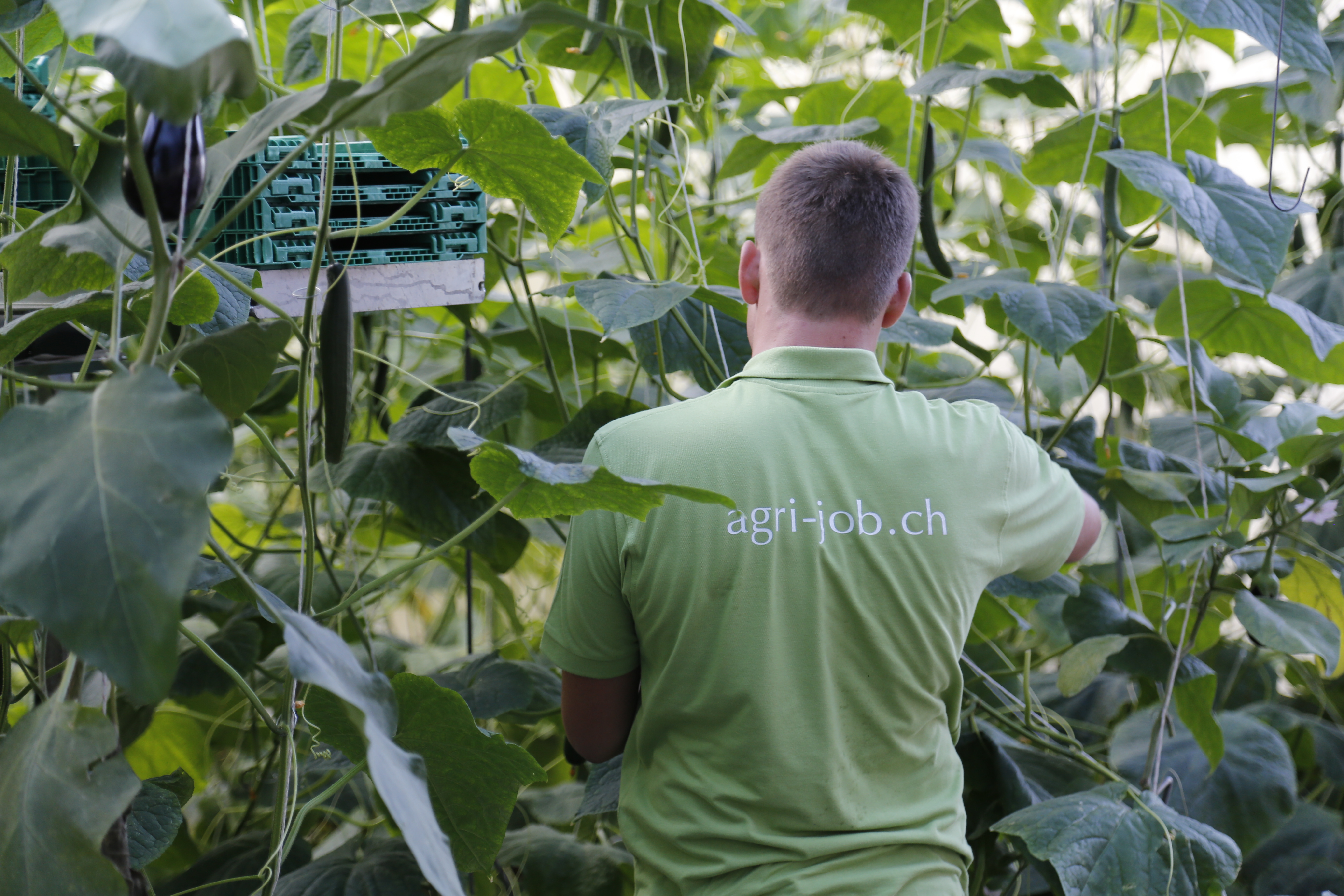 2018 Swiss Skills Gemuese Jin