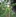Wald Wilddruck Bergfoehre Fegen Rothirsch Andrea Kupferschmid WSL