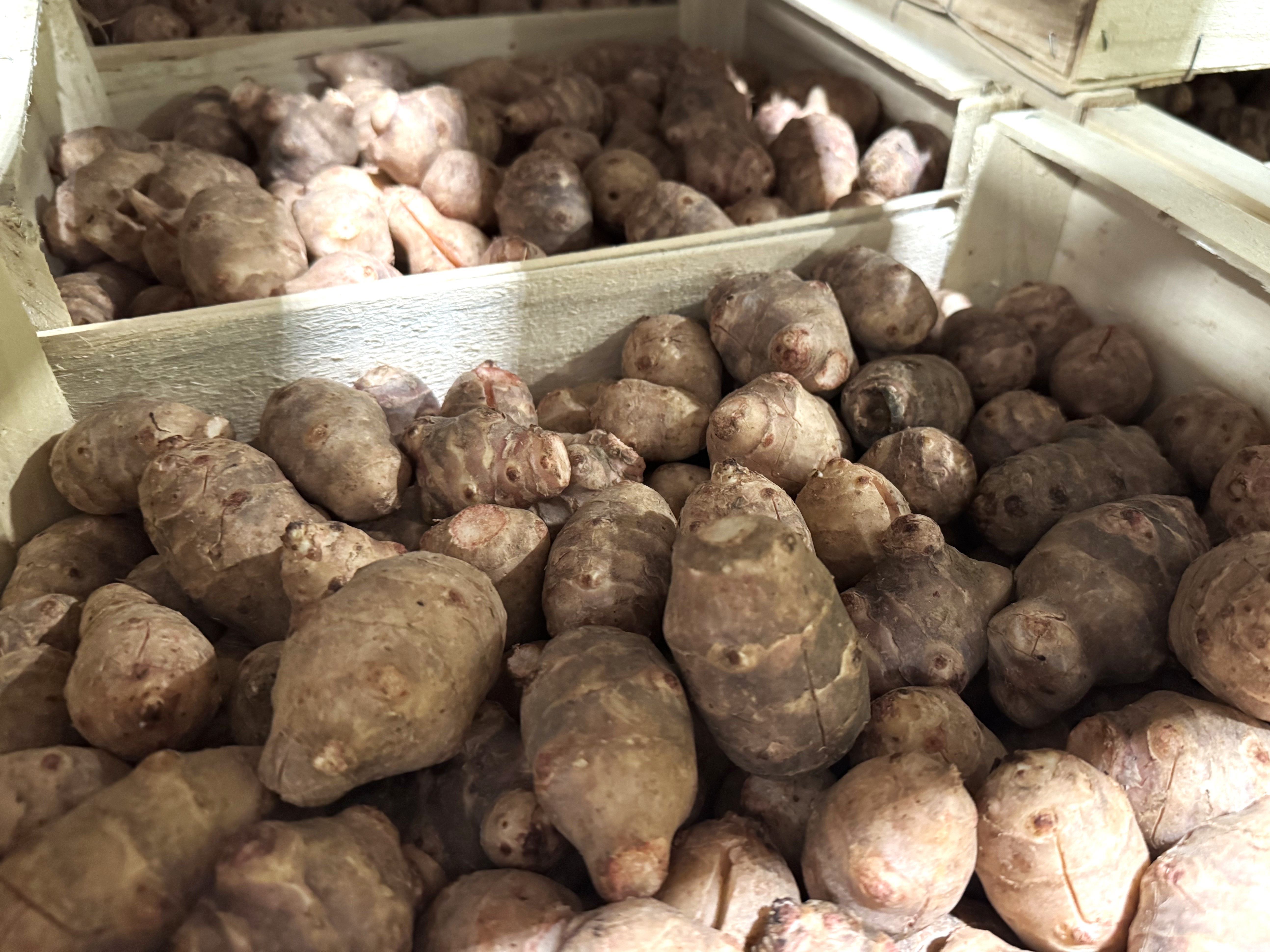 2025 Gemuese Wurzelgemuese Topinambur 02 Rho