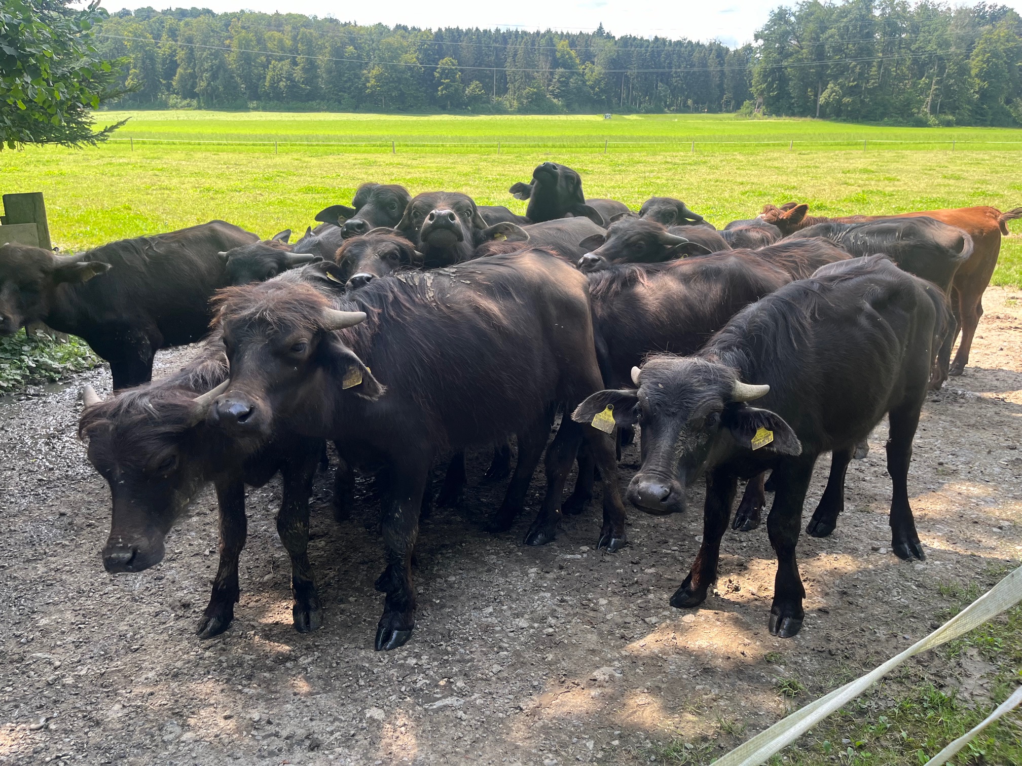 Jungviehherde Bueffel ZVG