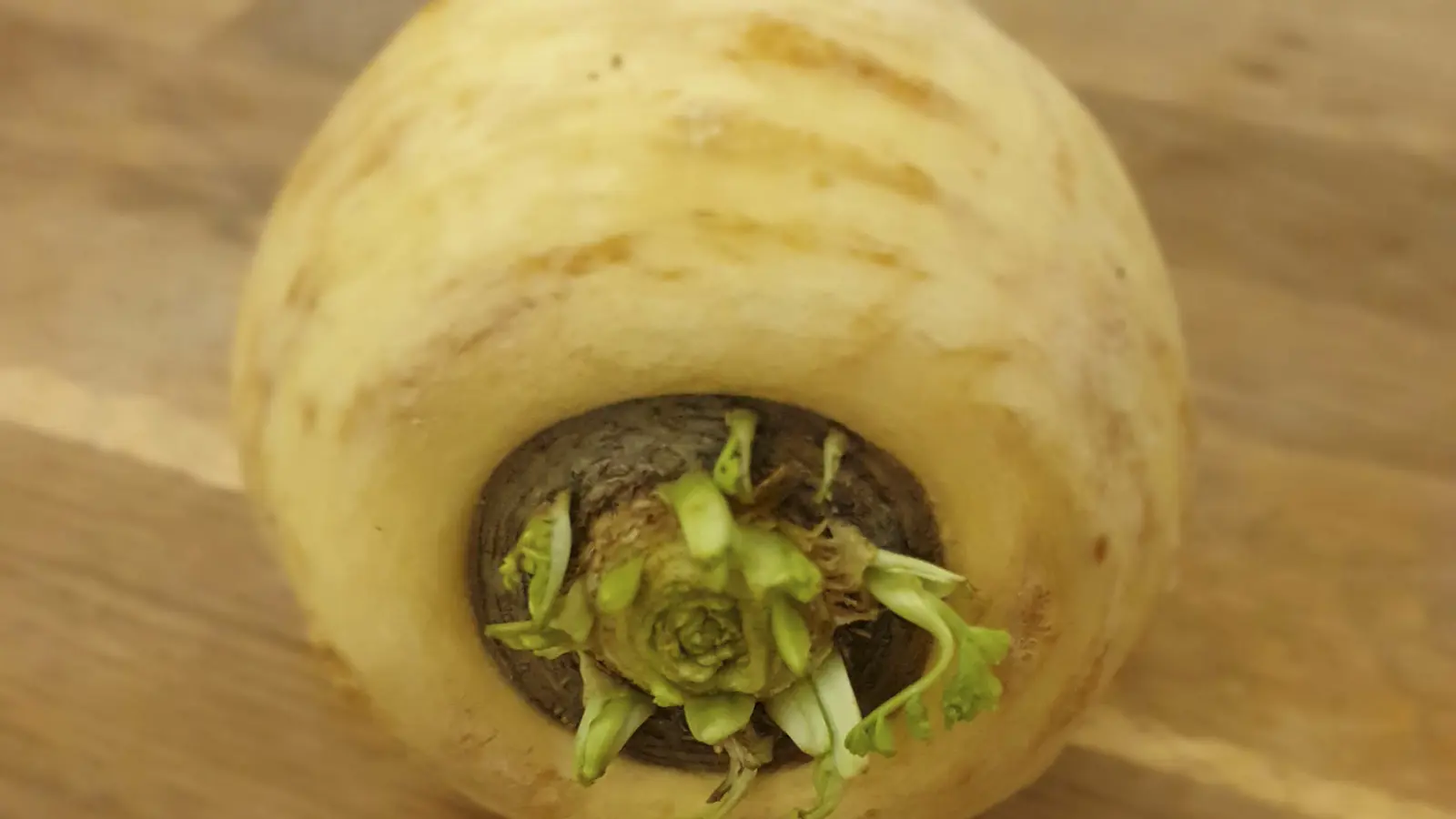 Infografik: Pastinakenanbau