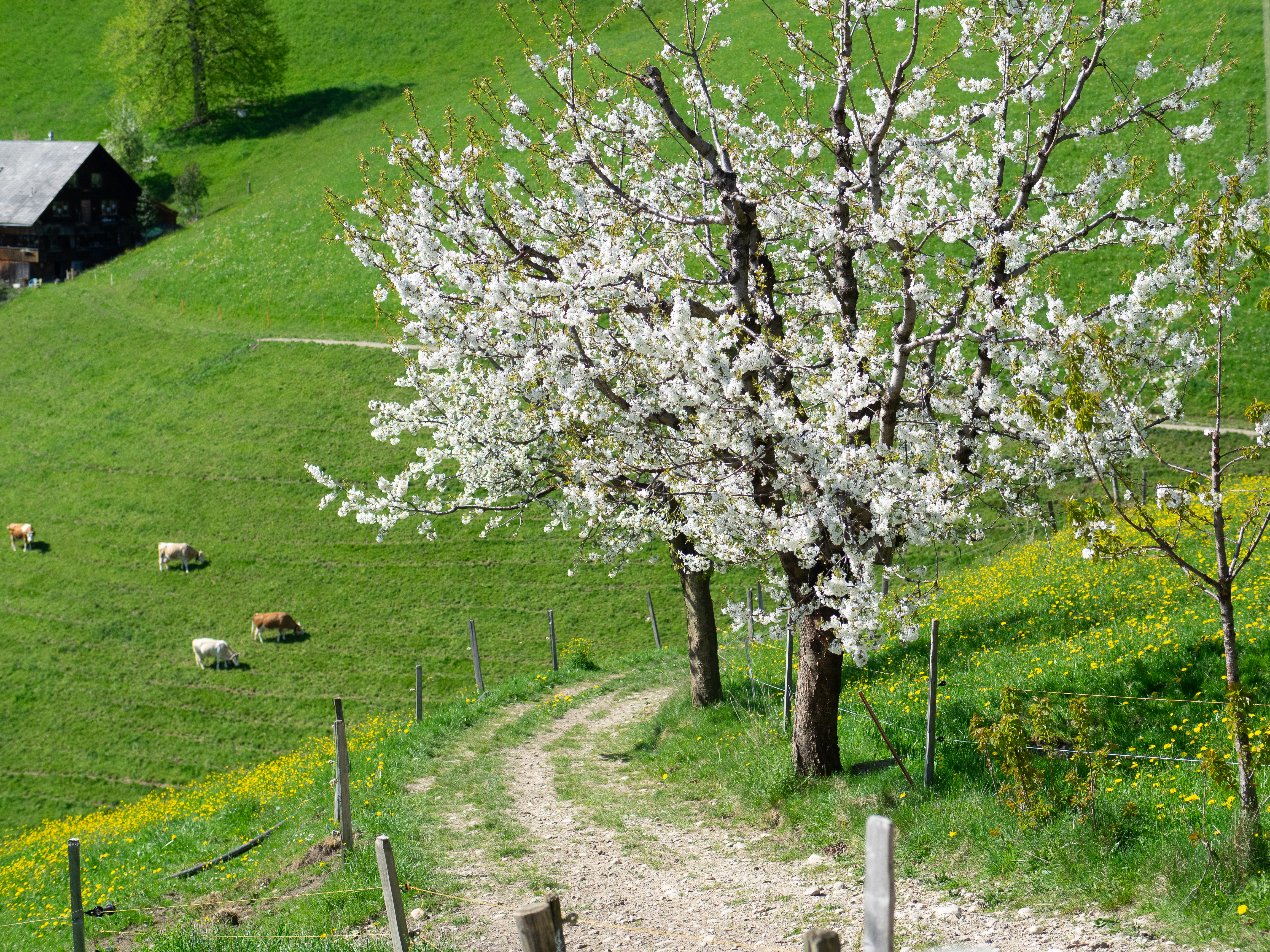 2024 Baum Frühling Aussicht Bauernhof Nhu