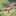 Wildtiere Wild Hirsch Rothirsch Thomas Holzer