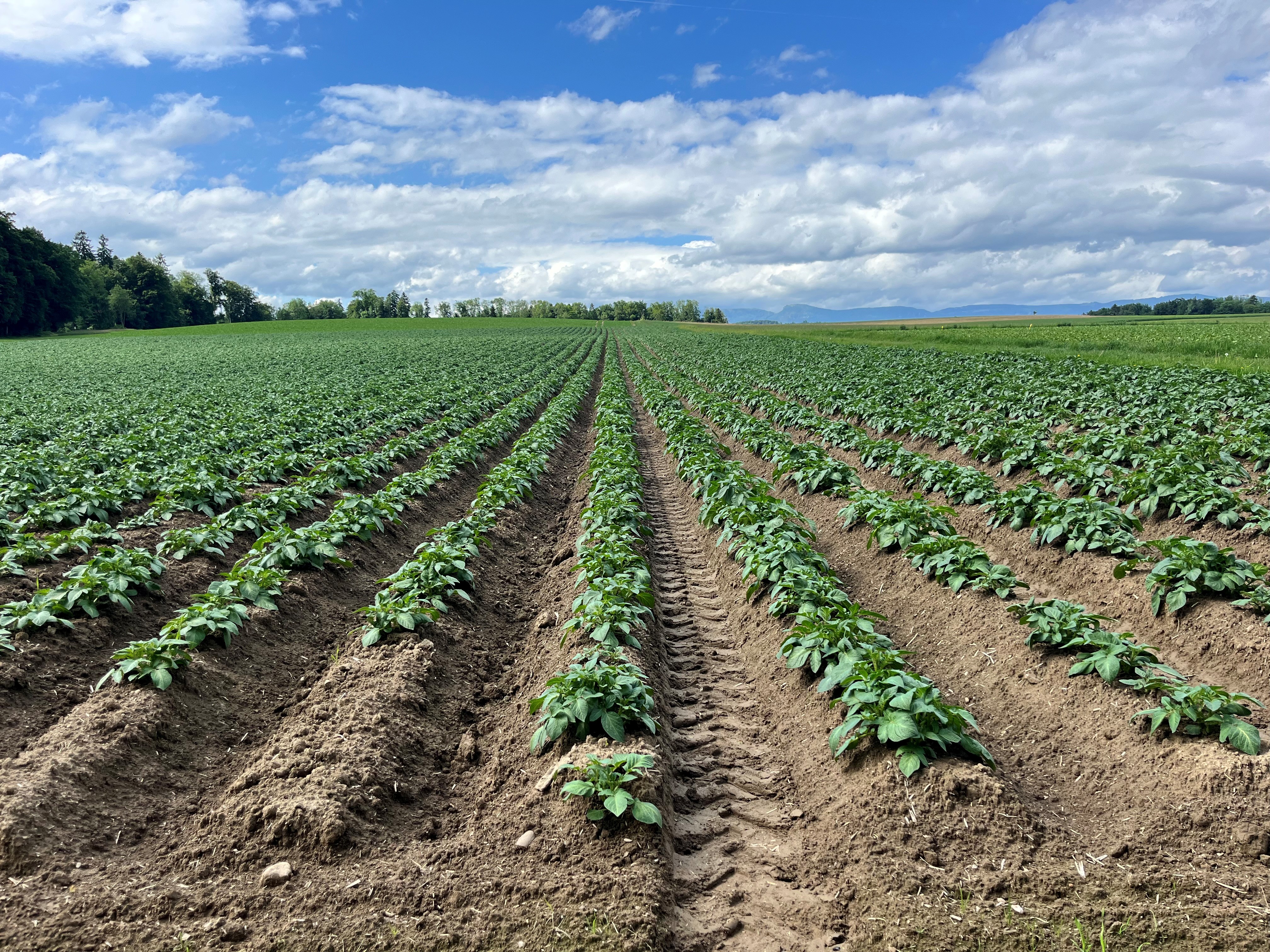 2025 Kartoffelfeld Jba