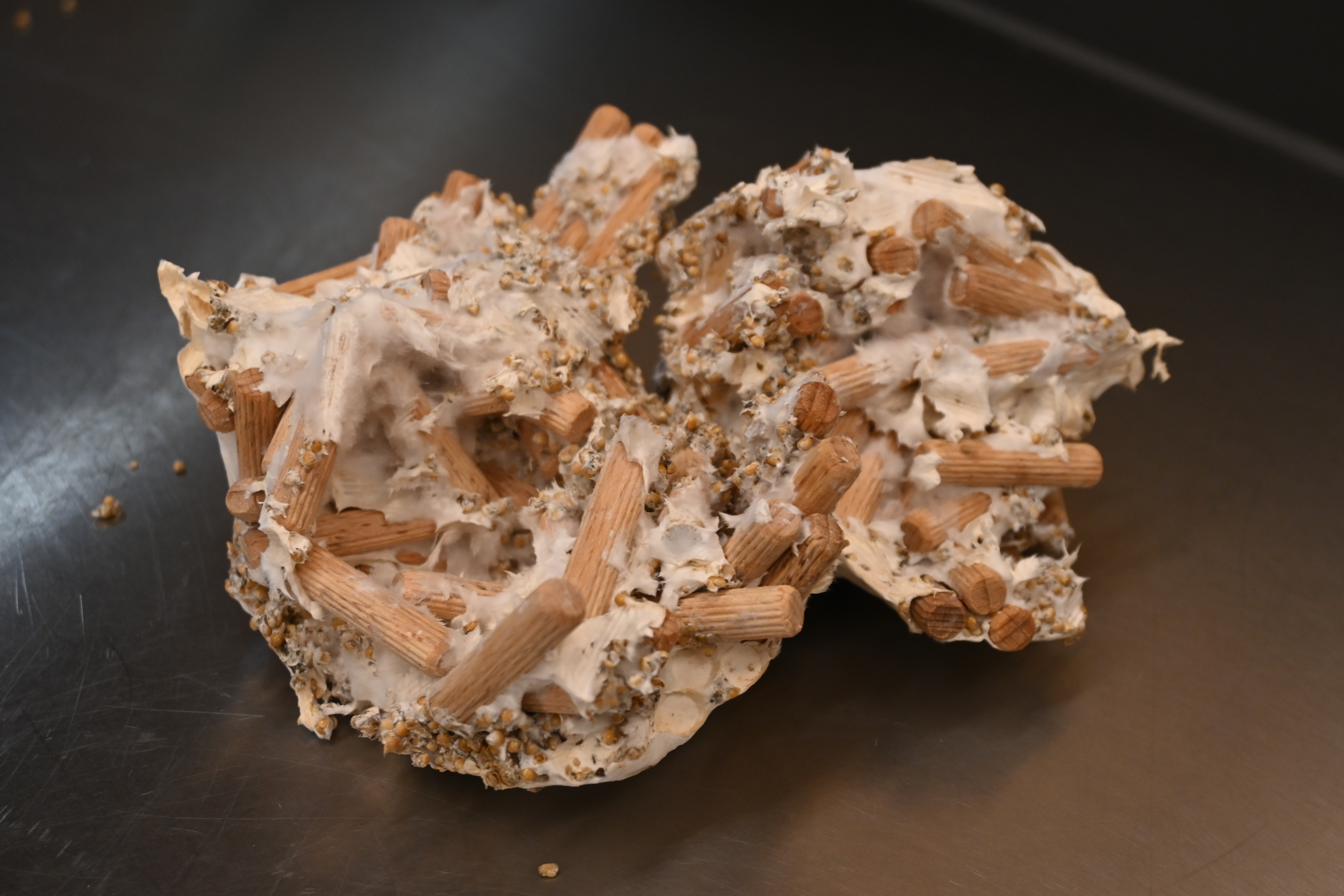 2026 Pilzduebel Pilz Pilzland Jba