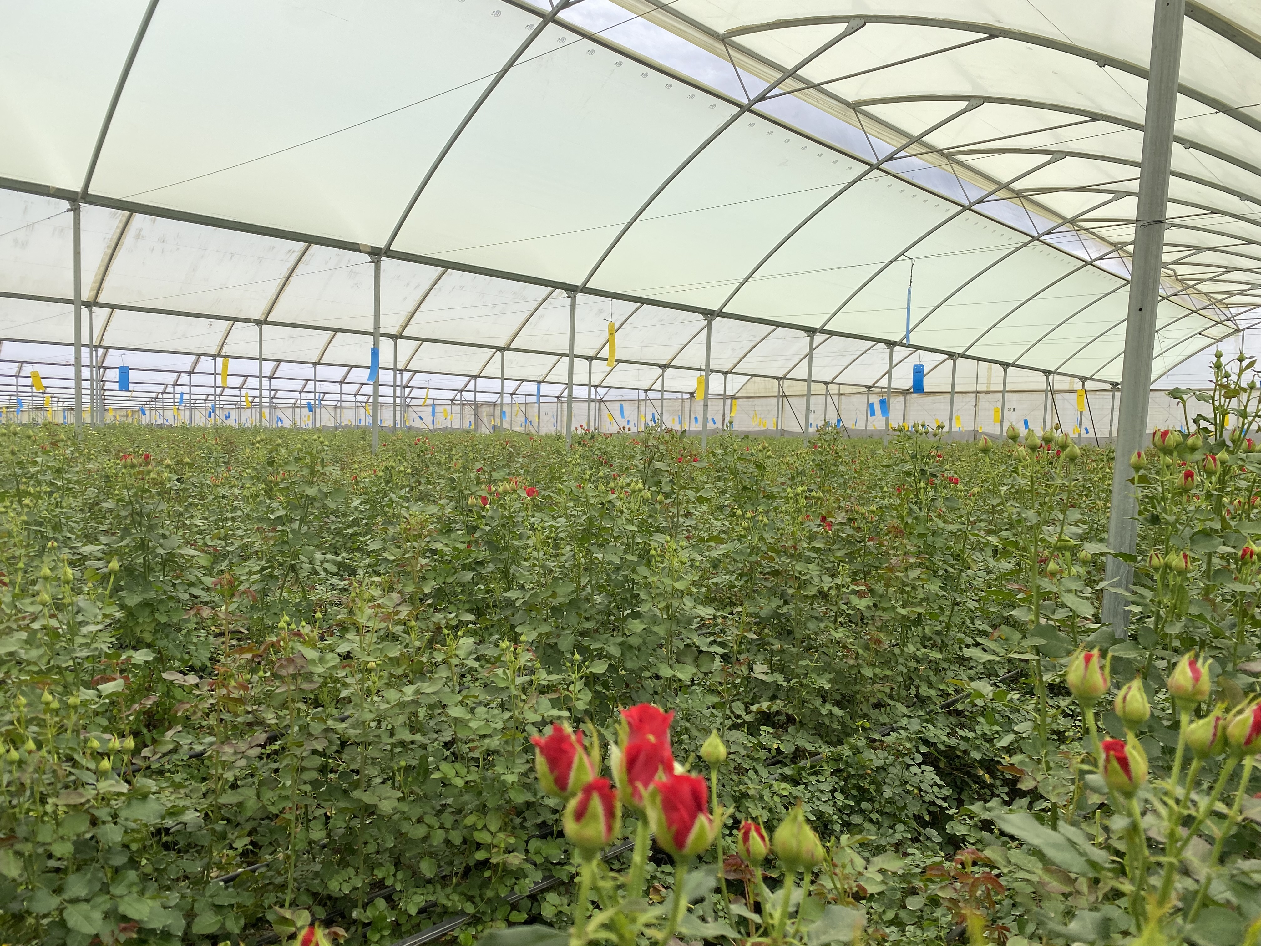 2025 International Blumenproduktion In Kenia Wildfire Flowers Gewaechshaus Kmu