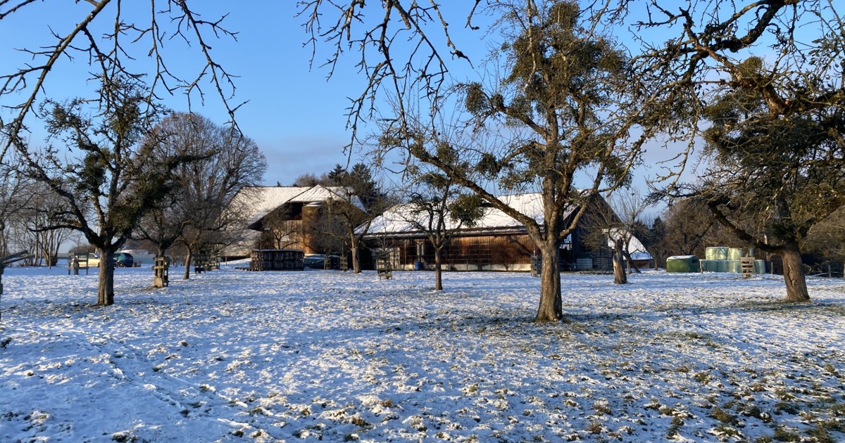 Topinambur auf Hof Wynistorf: Robust, doch anspruchsvoll?