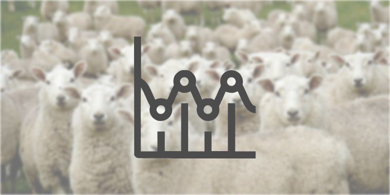 Infografik Vorschaubild Schafe.Jpg