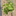 Piwi Sorten Muscaris Rebberg Hard Stadel Bei Winterthur Rutishauser Divino 04 Dhu