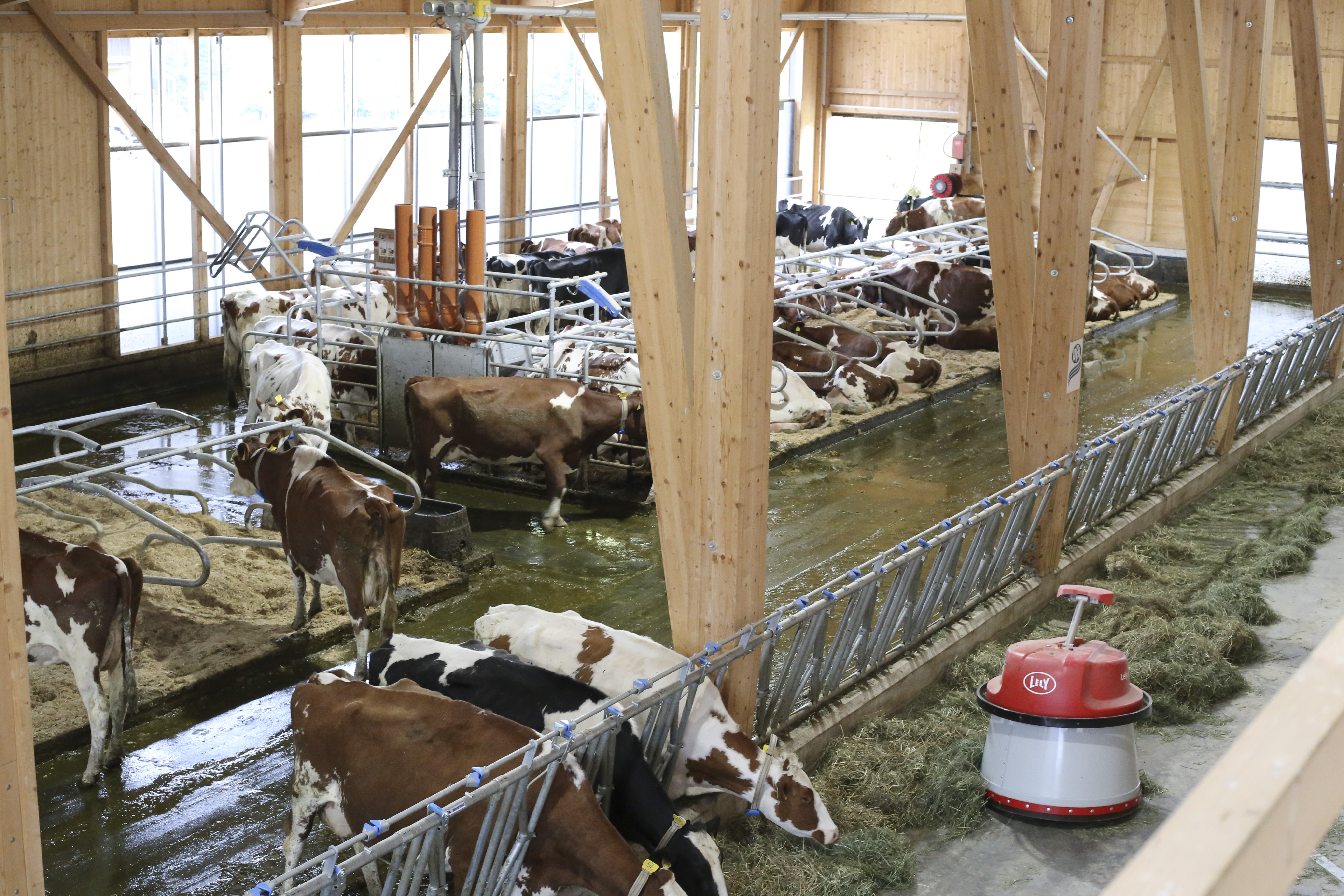 2019 Stall Beroie Innenansicht Ji