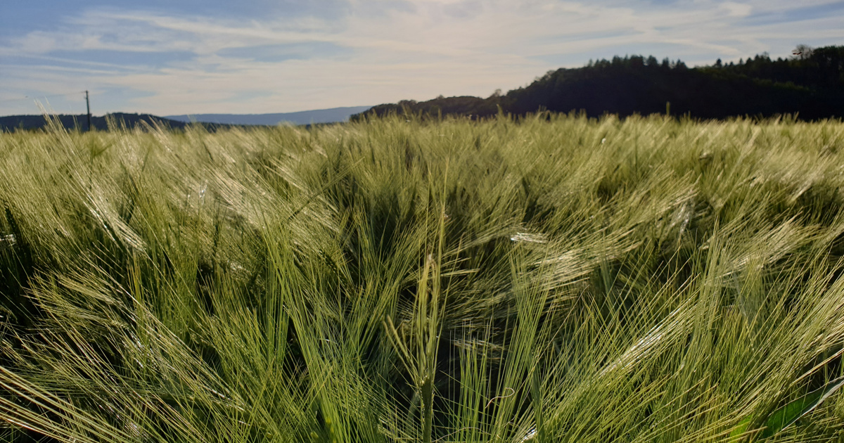 Die Schweizer Landwirtschaft 2022